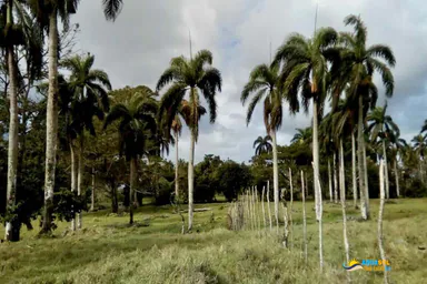 Finca for Sale on the North Coast, North Coast Dominican Republic, 1 of 1